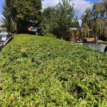 thuja 1 oben