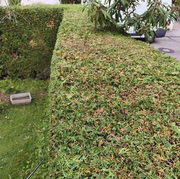thuja 2 oben nachher ingolstadt