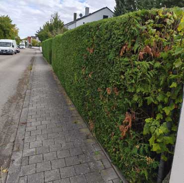 thuja ingolstadt