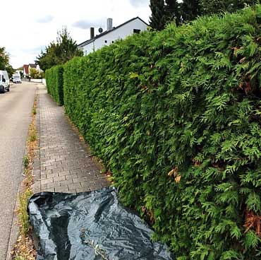 thuja ingolstadt