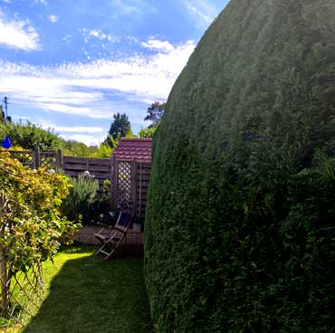 thuja 2