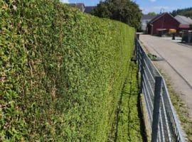 thuja 1 seite