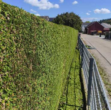 thuja 1 seite