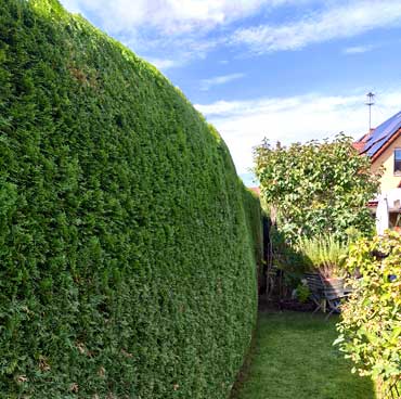 thuja-1