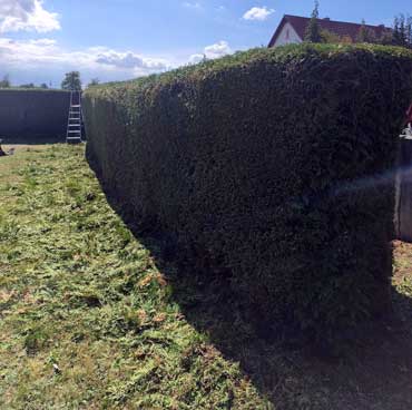 thuja 4